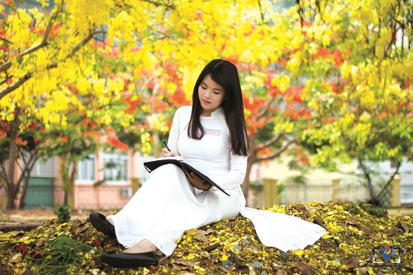 HOA HỌC TRÒ NỞ THẮM THÁNG NĂM - ảnh 1