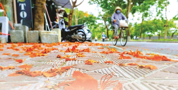 THÁNG NĂM, HOA PHƯỢNG… - ảnh 1