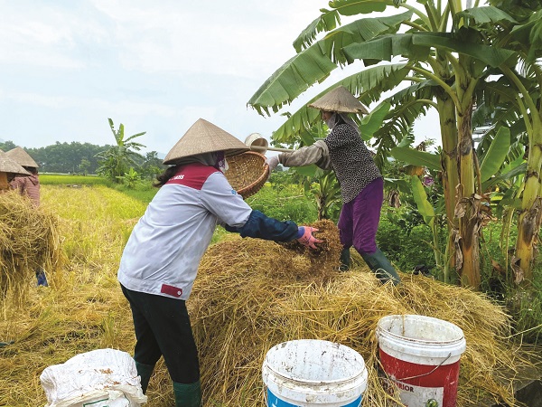 Phát huy vai trò của phụ nữ trong xây dựng nông thôn mới nâng cao - ảnh 2