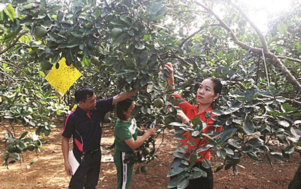 Hiệu quả từ các mô hình sản xuất nông nghiệp do phụ nữ làm chủ - ảnh 3