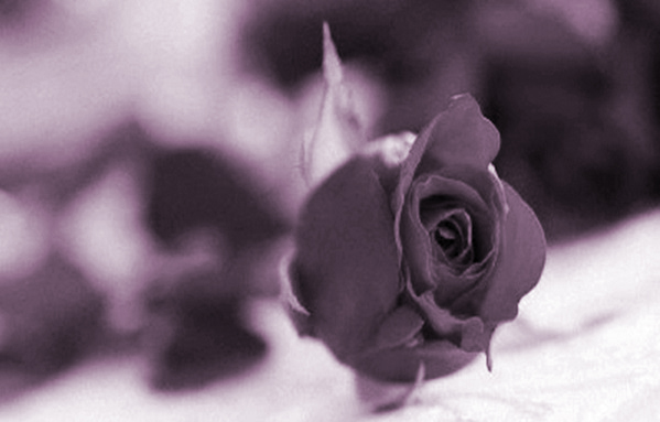 Màu tình yêu - ảnh 1