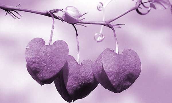 Màu tình yêu - ảnh 2