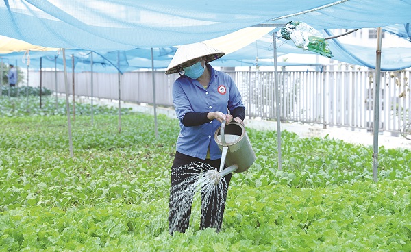 Phát triển khuyến nông đô thị kiến tạo không gian sinh thái - ảnh 2
