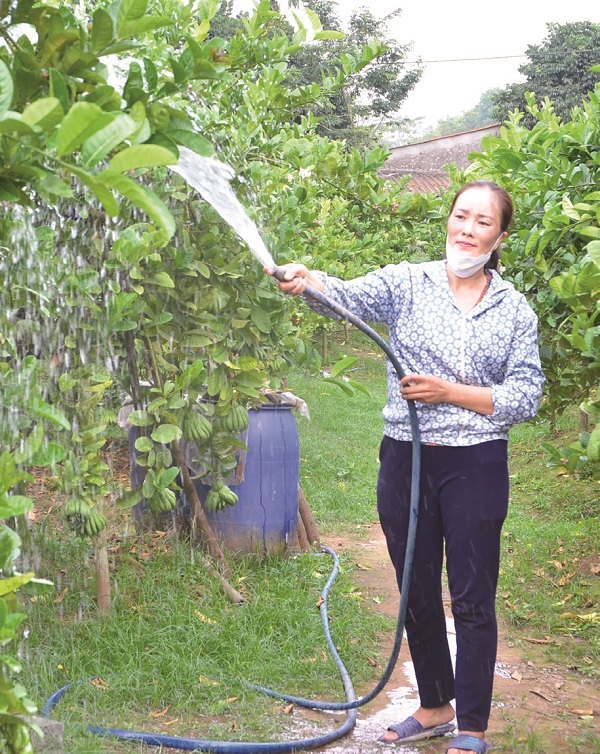 Xuân về nghe người trồng phật thủ kể chuyện - ảnh 2