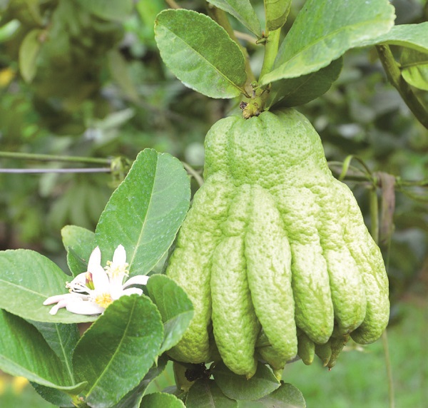 Xuân về nghe người trồng phật thủ kể chuyện - ảnh 3