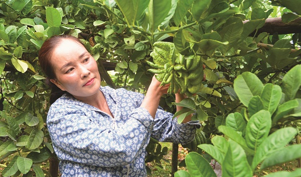 Xuân về nghe người trồng phật thủ kể chuyện - ảnh 1