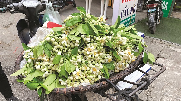 Nồng nàn hương bưởi – thú vị hoa quê về phố - ảnh 1