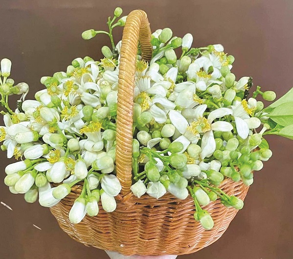 Nồng nàn hương bưởi – thú vị hoa quê về phố - ảnh 2