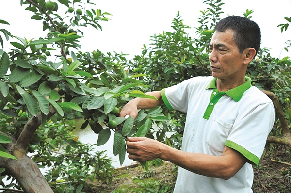 Khám phá, trải nghiệm vườn cây trái ven sông Hồng - ảnh 1