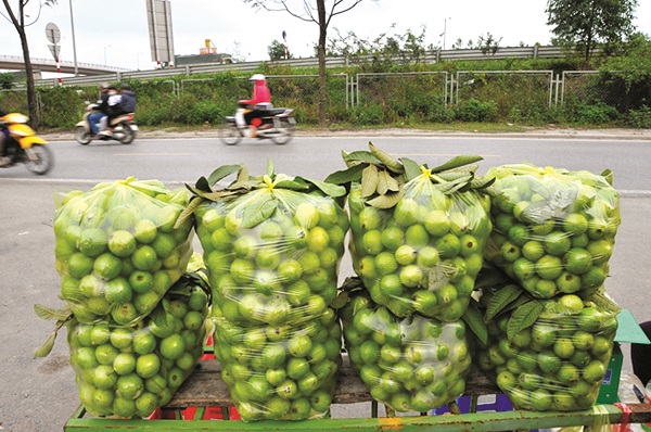 Khám phá, trải nghiệm vườn cây trái ven sông Hồng - ảnh 2