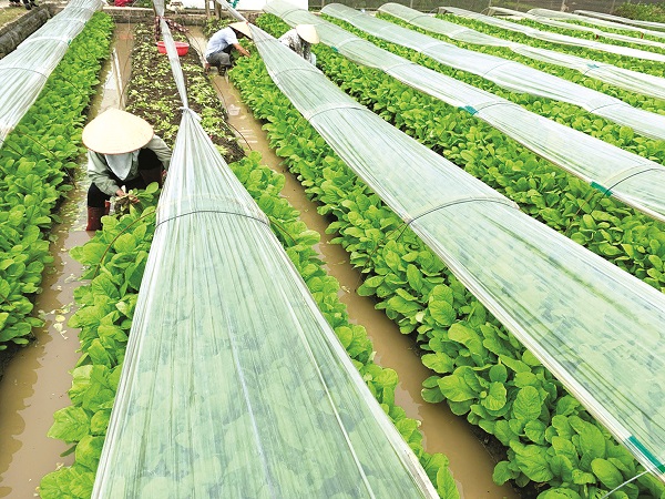 Chung tay đảm bảo an toàn thực phẩm, vì sức khỏe cộng đồng - ảnh 3