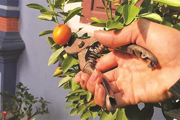 Chăm sóc đào, quất sau Tết để năm sau... chơi lại - ảnh 2