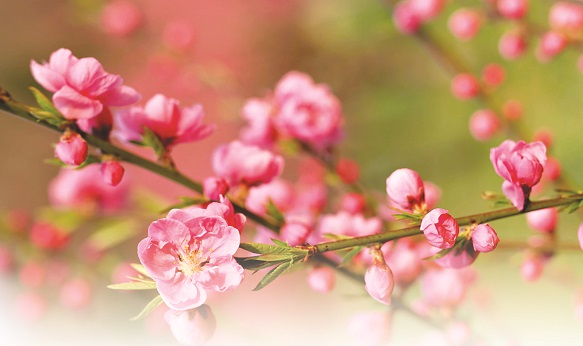 Chăm sóc đào, quất sau Tết để năm sau... chơi lại - ảnh 1