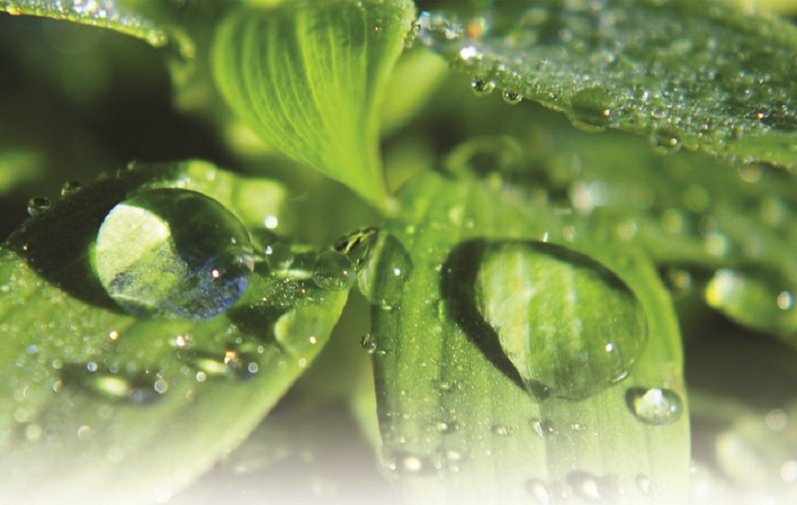 Cách tạo độ ẩm trong nhà mùa thu đông  - ảnh 1