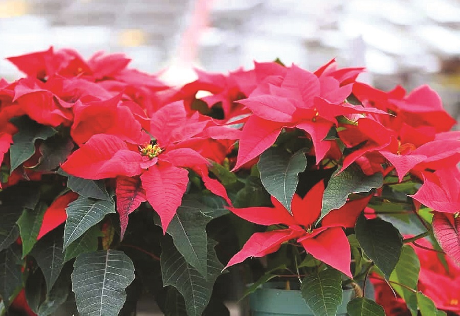 Những loài cây mang tài lộc, may mắn cho năm mới - ảnh 1