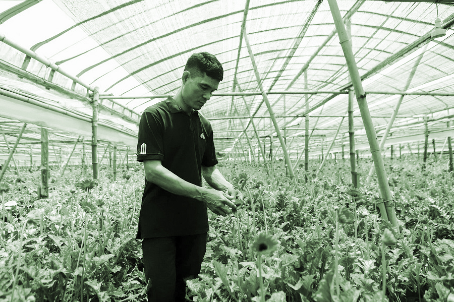 Làm giàu từ hoa đồng tiền - ảnh 1