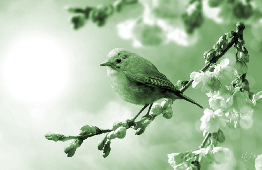 Tiếng mùa xuân - ảnh 1