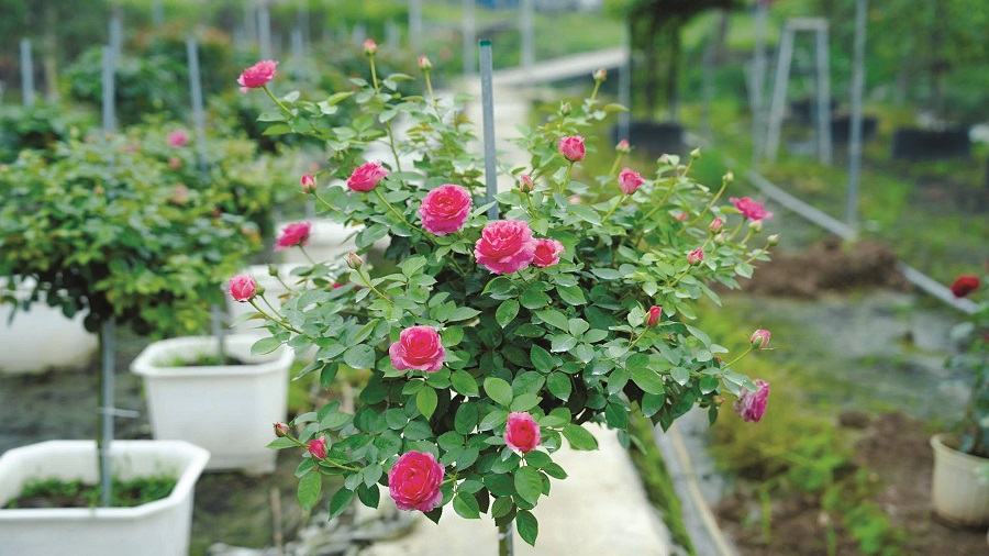 Tết về trên “thủ phủ” hoa Hà Nội - ảnh 2