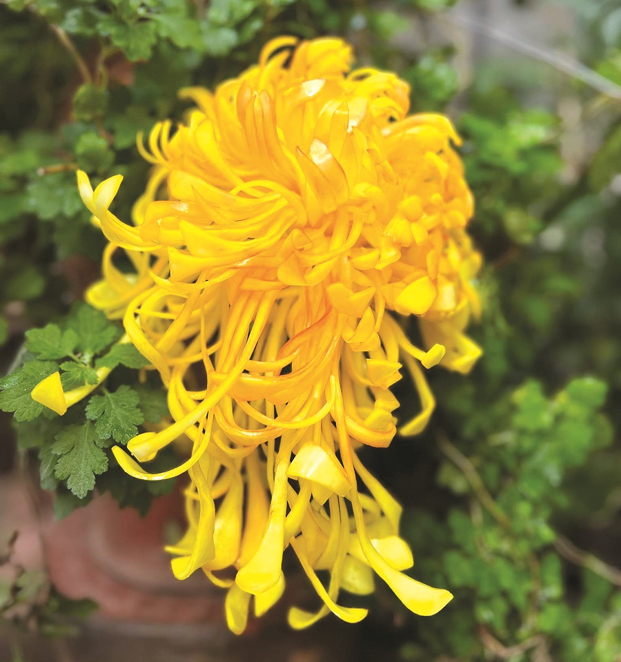 Giữ lại cho Hà Nội một thú chơi tao nhã - ảnh 3