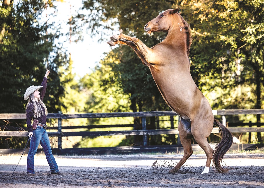 Thông điệp của năm con Ngựa - ảnh 3