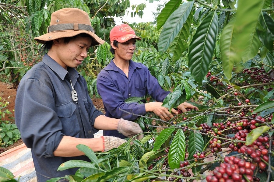 Phát triển công nghiệp chế biến, nâng tầm giá trị nông sản - ảnh 1