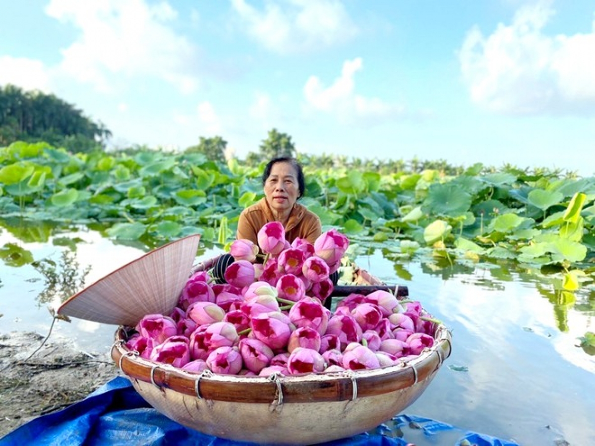 Sẵn sàng chờ đón Lễ hội Sen đầu tiên của Hà Nội - ảnh 3