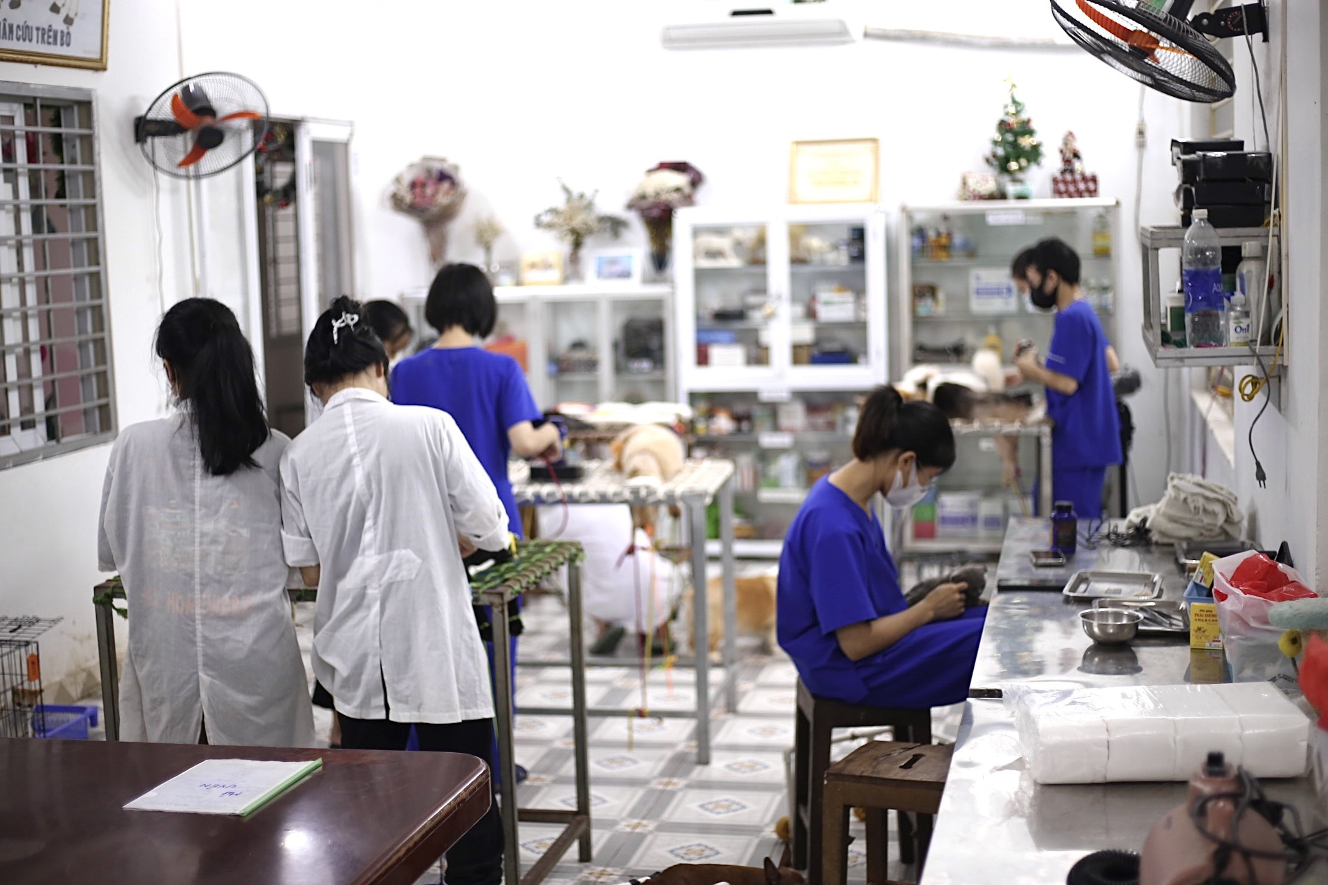 Những nữ sinh viên thực hiện công việc châm cứu cho các “bệnh nhân” đặc biệt - ảnh 2