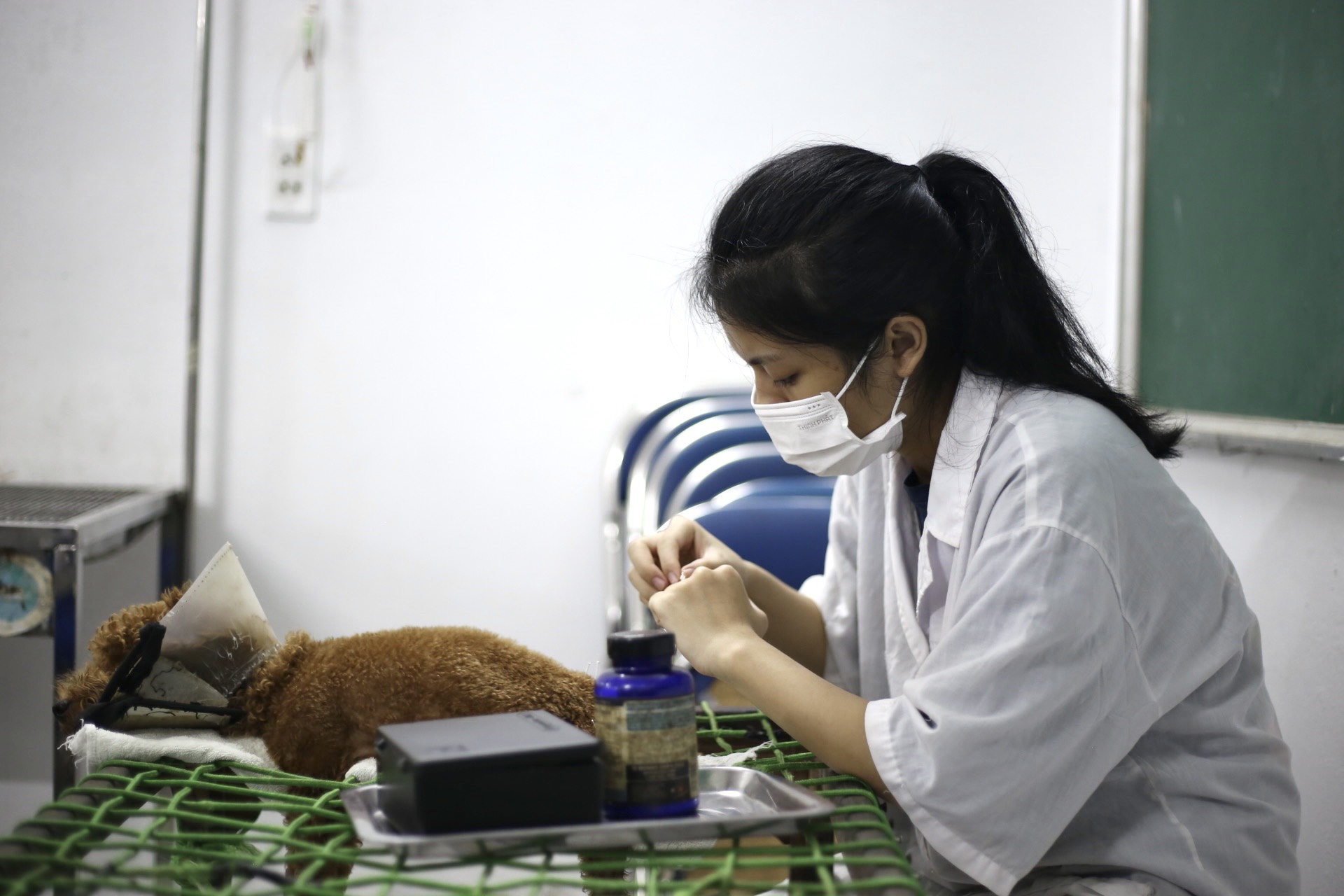 Những nữ sinh viên thực hiện công việc châm cứu cho các “bệnh nhân” đặc biệt - ảnh 8