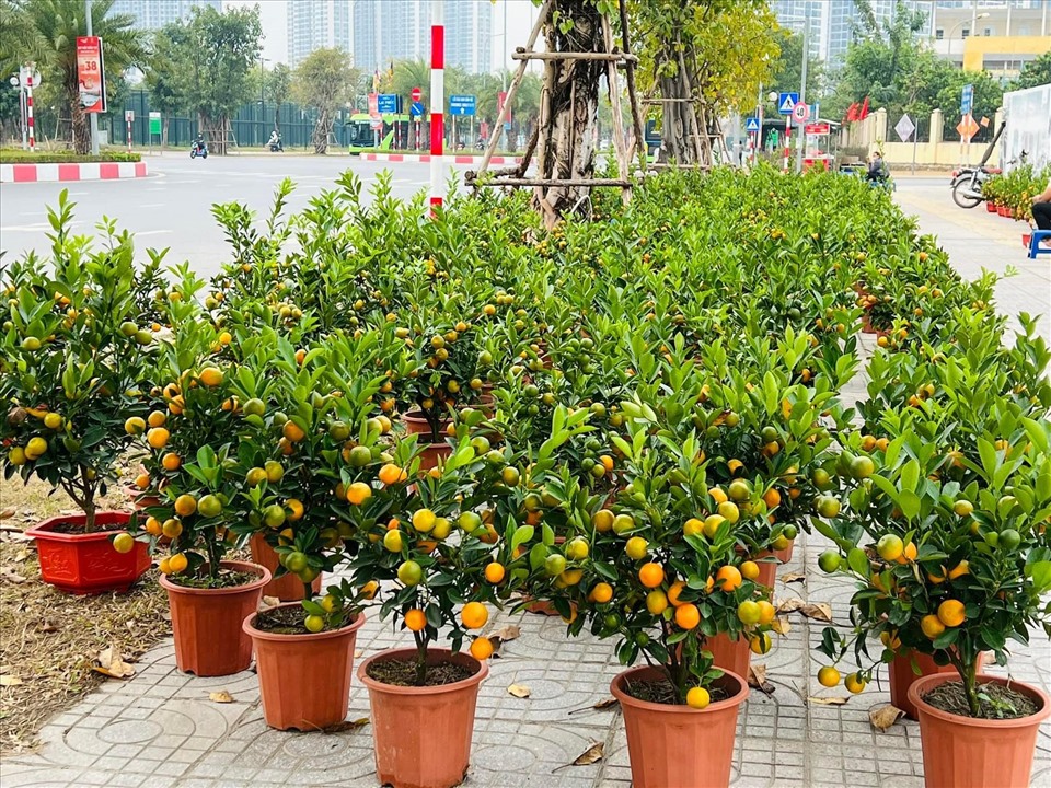 Đào, quất mini hút khách dịp Tết Nguyên đán - ảnh 2