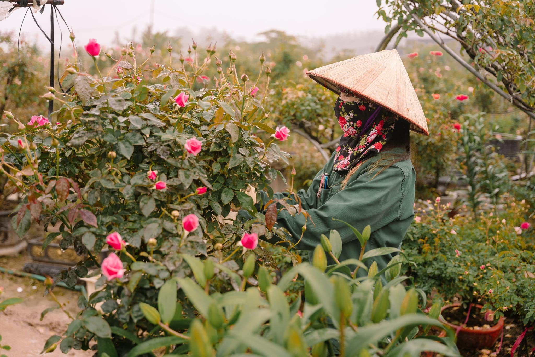 Đa dạng sắc hoa phục vụ nhu cầu của người dân những ngày giáp Tết - ảnh 1