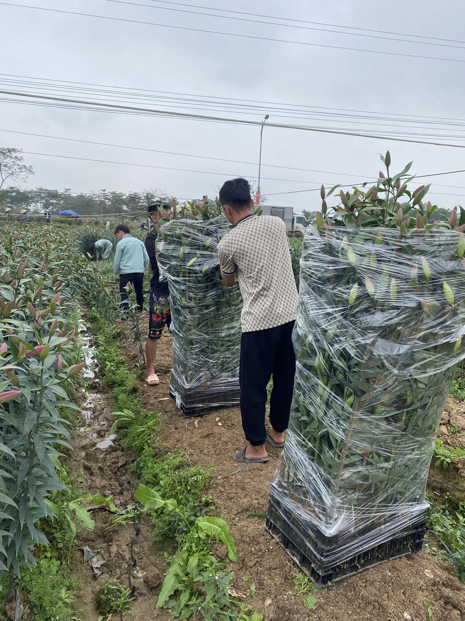 Đa dạng sắc hoa phục vụ nhu cầu của người dân những ngày giáp Tết - ảnh 2