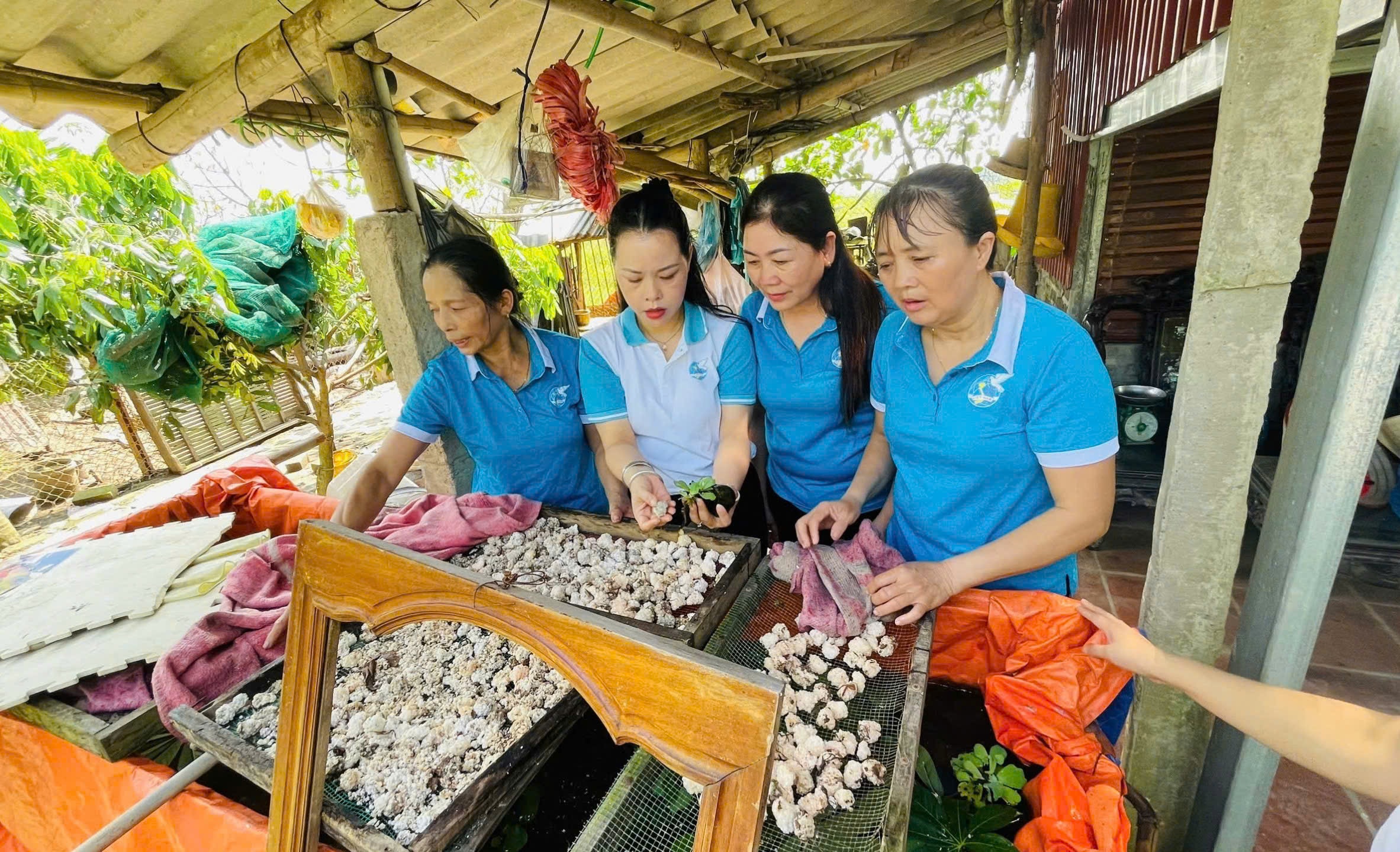 Phát triển kinh tế gia đình từ mô hình nuôi ốc nhồi - ảnh 2