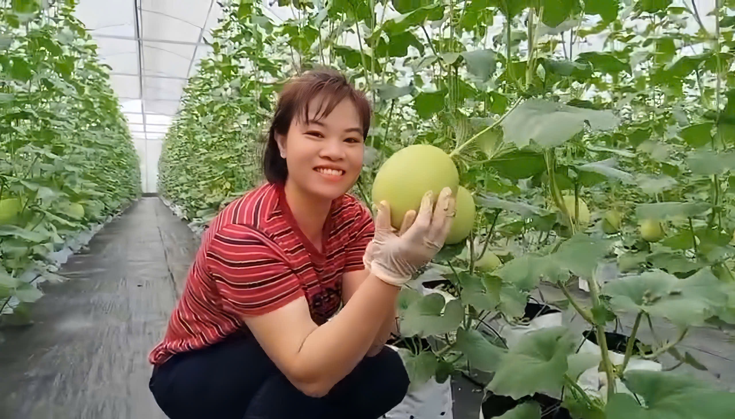 Tấm gương phụ nữ sáng tạo, nhiệt huyết sản xuất nông nghiệp sạch - ảnh 1