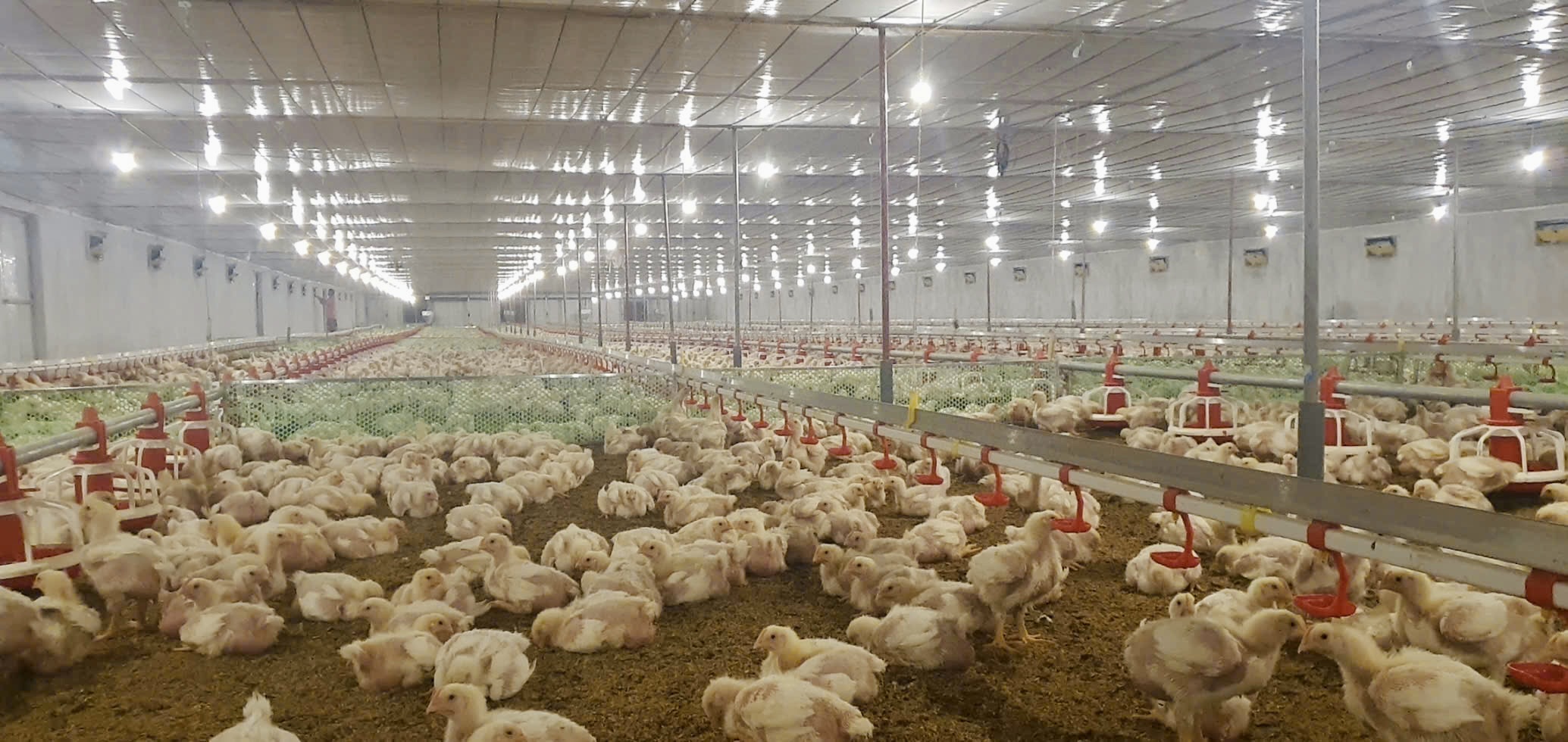 Kỹ sư với mô hình chăn nuôi hiện đại ứng dụng công nghệ số hiệu quả - ảnh 2