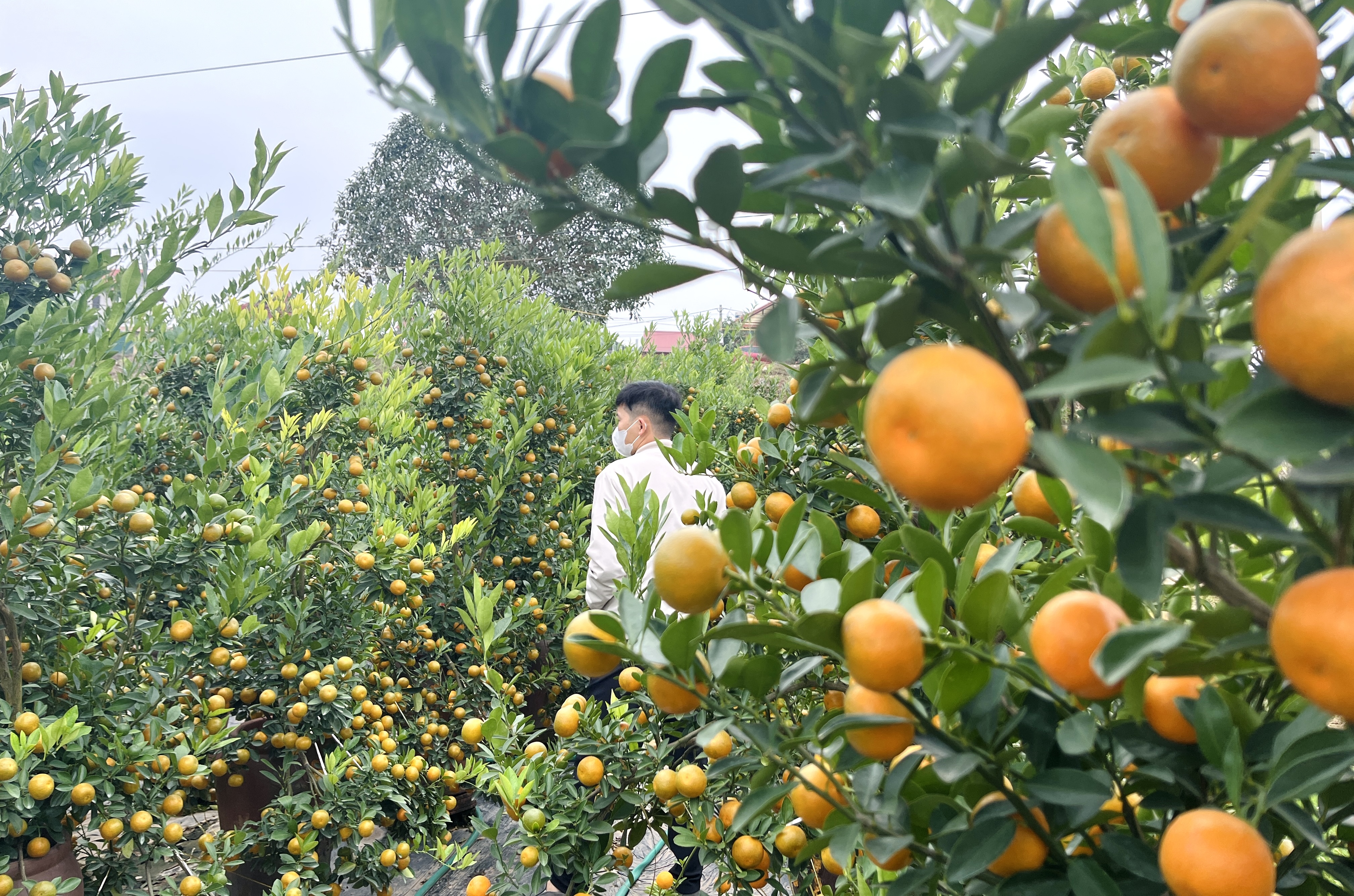 Cận Tết, vườn đào thắm - quất vàng tấp nập khách mua - ảnh 3