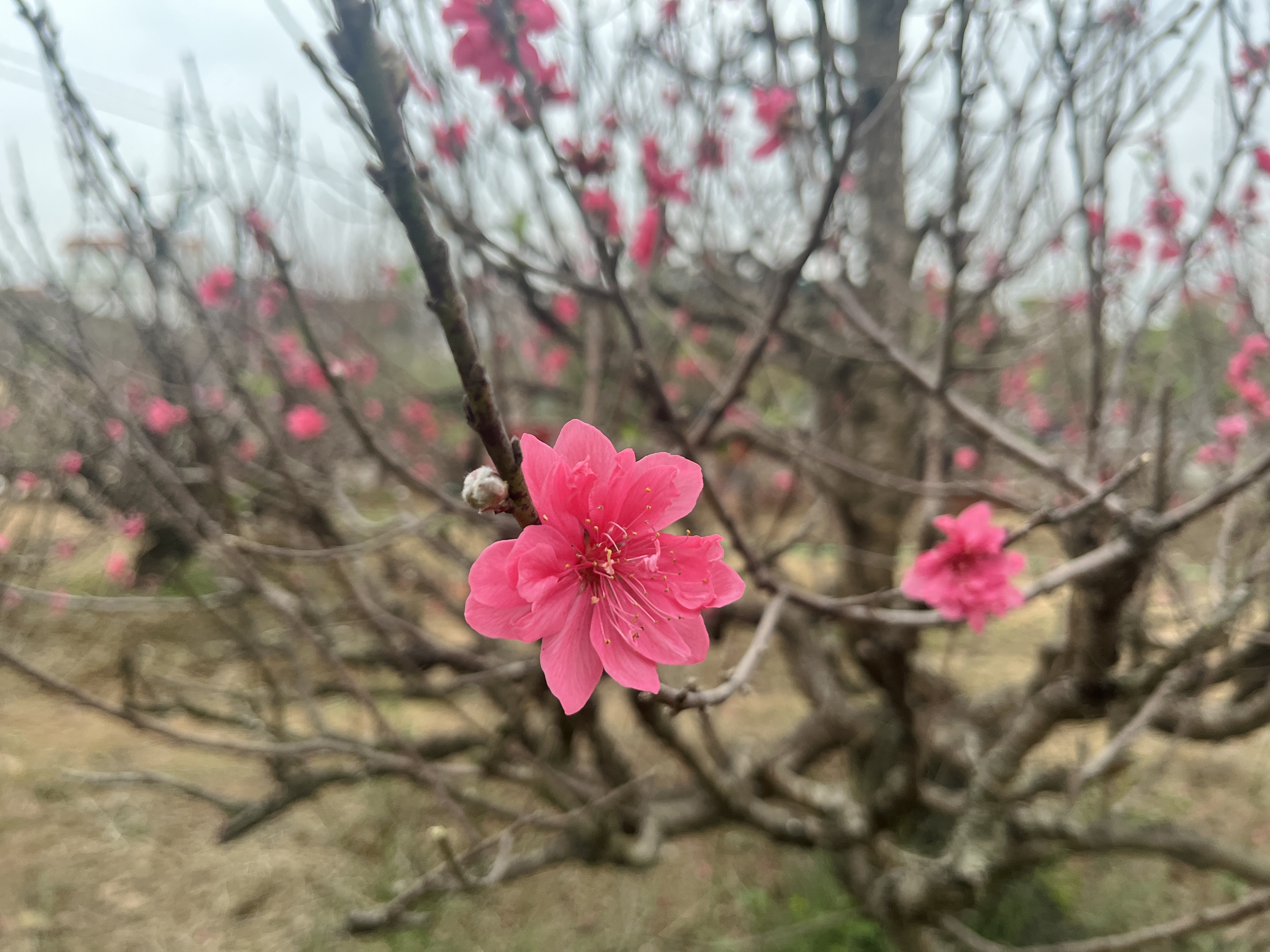 Cận Tết, vườn đào thắm - quất vàng tấp nập khách mua - ảnh 2