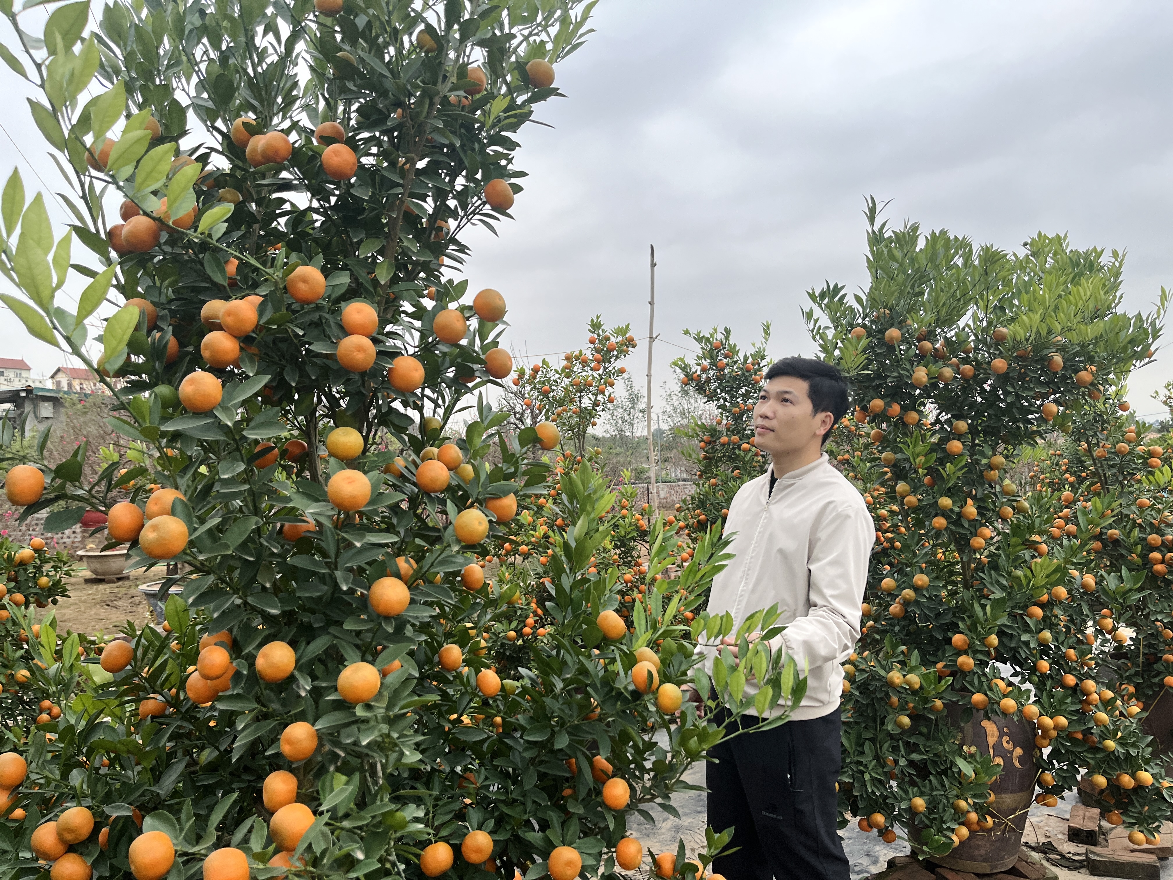 Cận Tết, vườn đào thắm - quất vàng tấp nập khách mua - ảnh 8