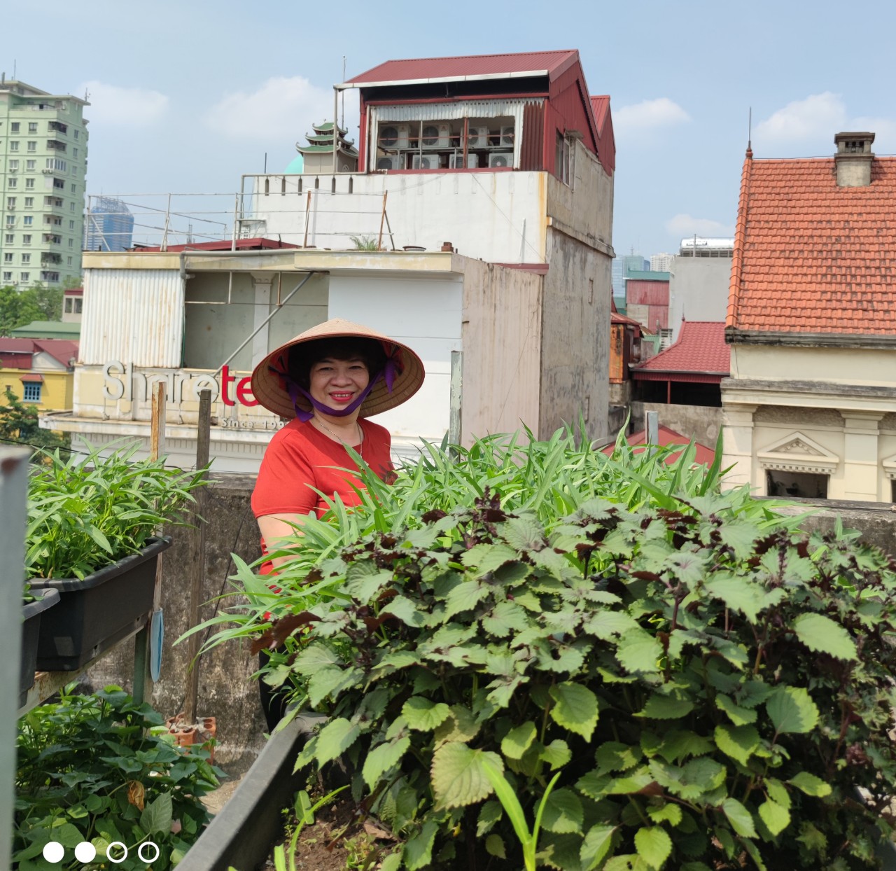Những “Vườn rau sạch tại nhà” đẹp lung linh của phụ nữ Đống Đa - ảnh 5