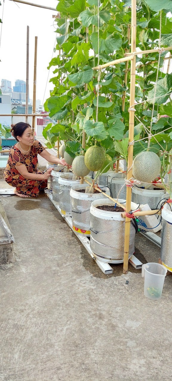 Những “Vườn rau sạch tại nhà” đẹp lung linh của phụ nữ Đống Đa - ảnh 1