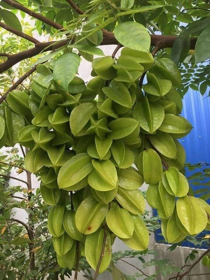 Những “Vườn rau sạch tại nhà” đẹp lung linh của phụ nữ Đống Đa - ảnh 14