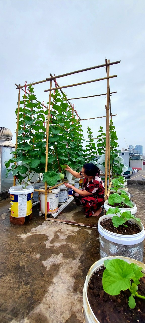 Những “Vườn rau sạch tại nhà” đẹp lung linh của phụ nữ Đống Đa - ảnh 11