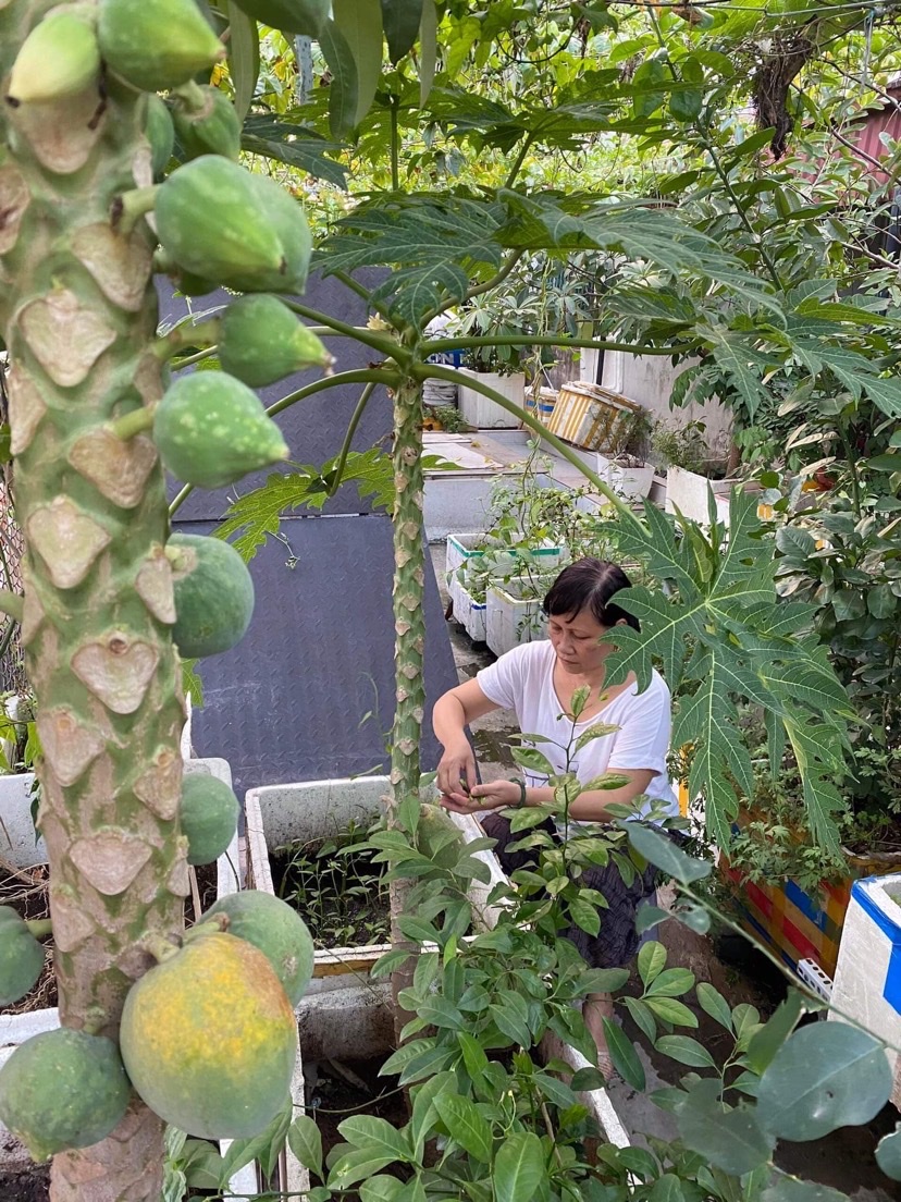 Những “Vườn rau sạch tại nhà” đẹp lung linh của phụ nữ Đống Đa - ảnh 9