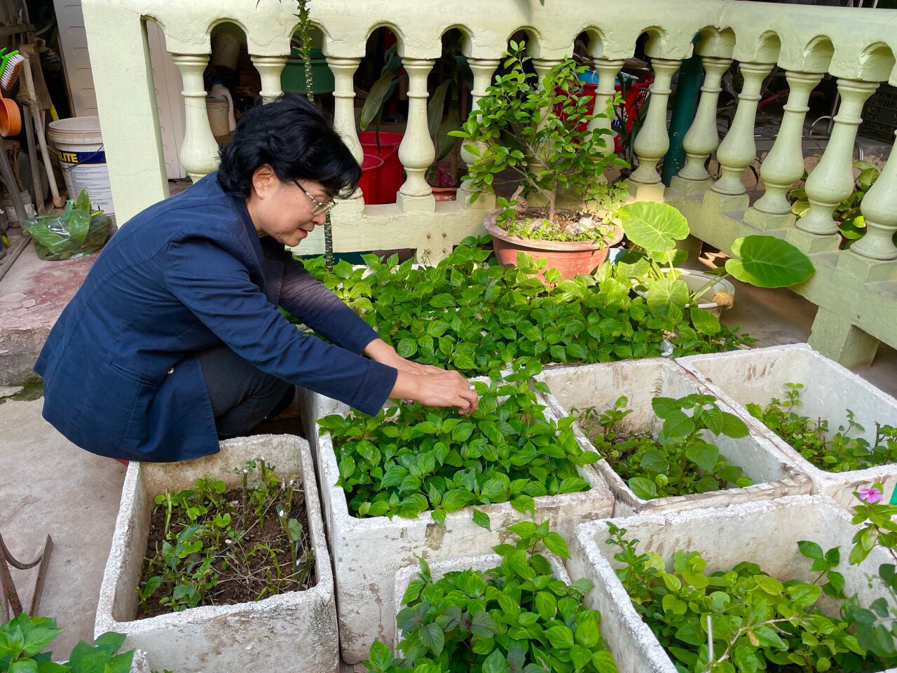Những “Vườn rau sạch tại nhà” đẹp lung linh của phụ nữ Đống Đa - ảnh 13