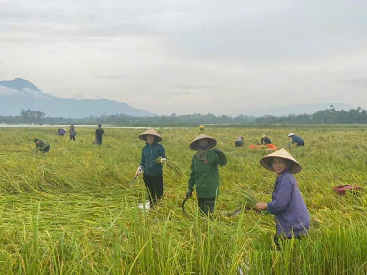 Chùm ảnh cán bộ, hội viên phụ nữ tham gia hộ đê, xuống đồng giúp dân thu hoạch lúa sớm - ảnh 4