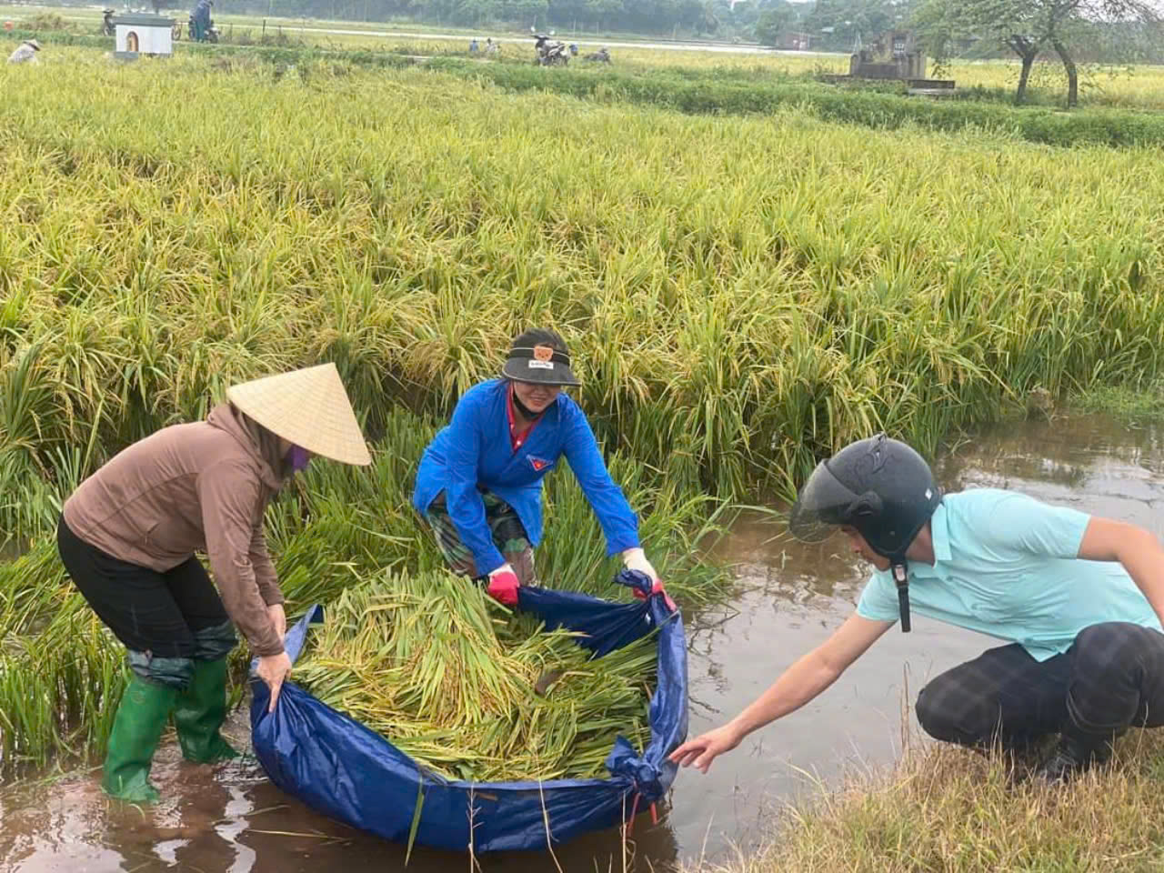 Chùm ảnh cán bộ, hội viên phụ nữ tham gia hộ đê, xuống đồng giúp dân thu hoạch lúa sớm - ảnh 3