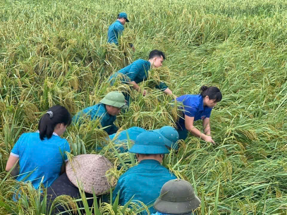 Chùm ảnh cán bộ, hội viên phụ nữ tham gia hộ đê, xuống đồng giúp dân thu hoạch lúa sớm - ảnh 7