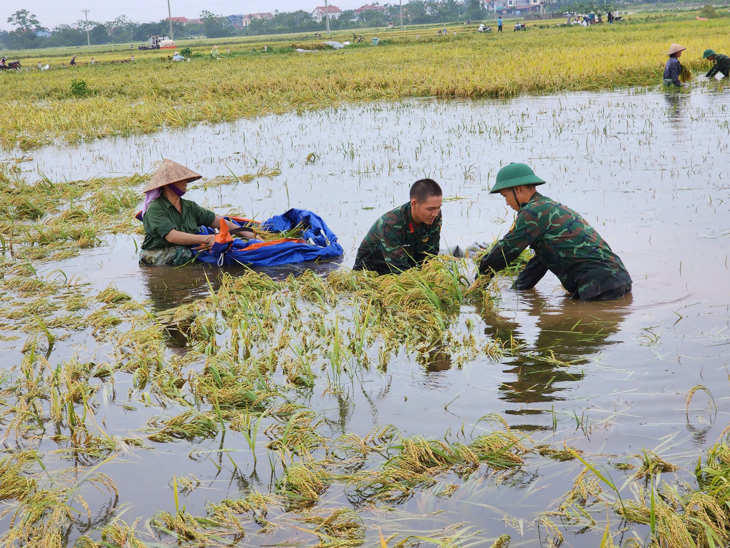 Chùm ảnh cán bộ, hội viên phụ nữ tham gia hộ đê, xuống đồng giúp dân thu hoạch lúa sớm - ảnh 2