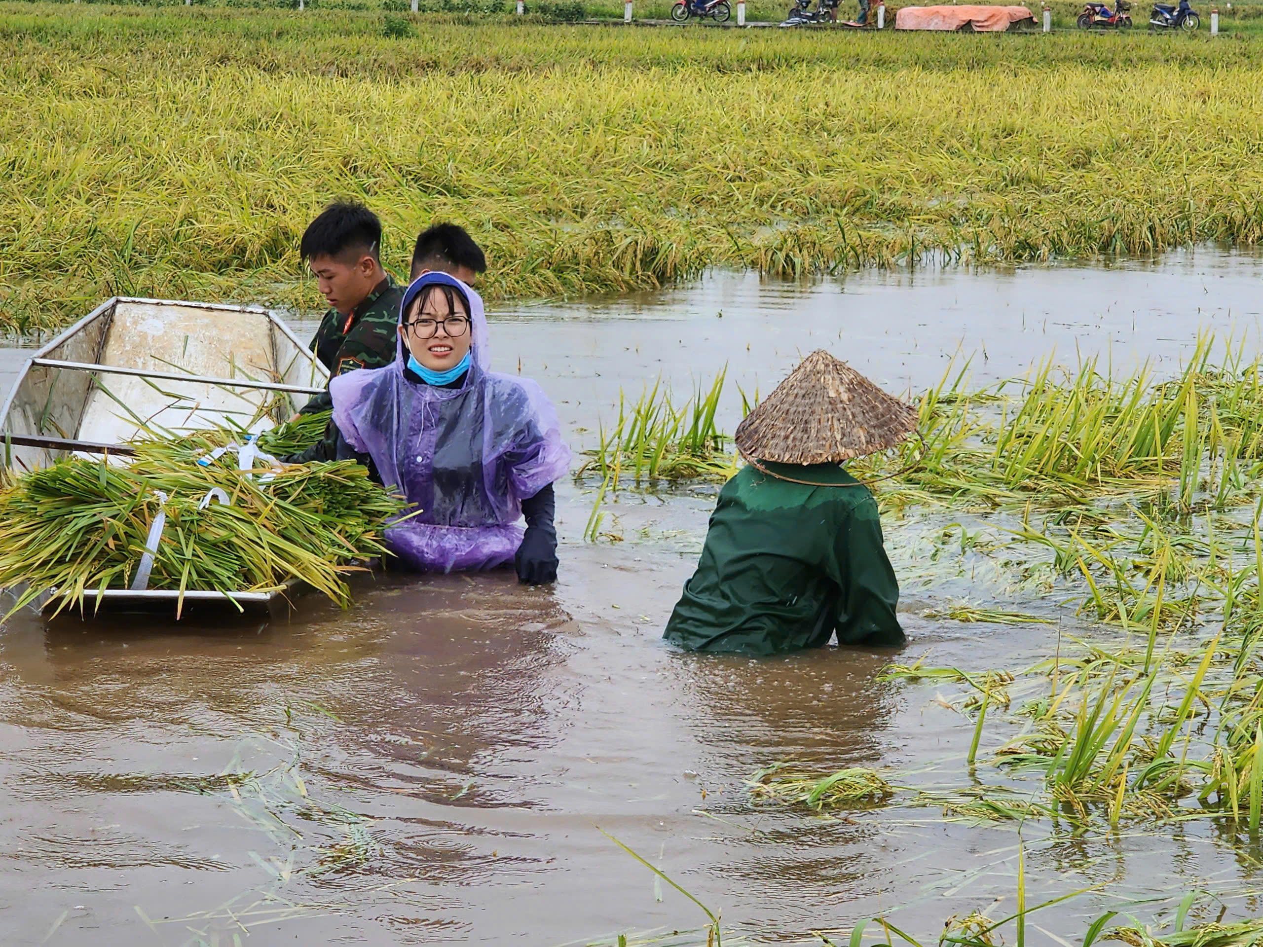 Chùm ảnh cán bộ, hội viên phụ nữ tham gia hộ đê, xuống đồng giúp dân thu hoạch lúa sớm - ảnh 1