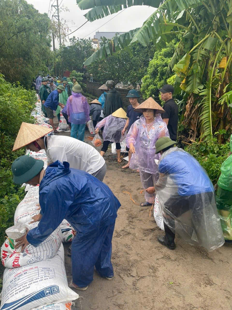 Chùm ảnh cán bộ, hội viên phụ nữ tham gia hộ đê, xuống đồng giúp dân thu hoạch lúa sớm - ảnh 13