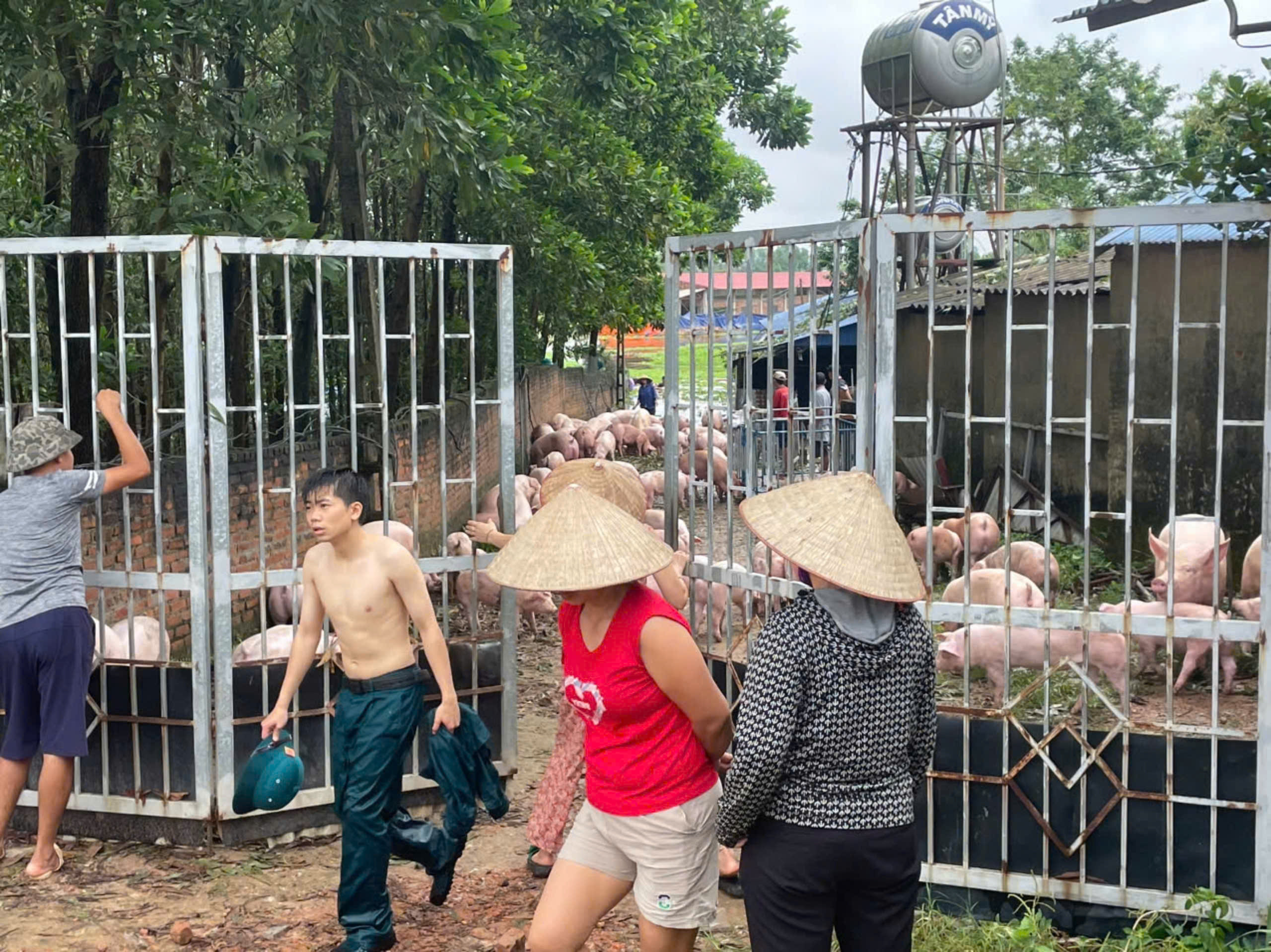 Chùm ảnh cán bộ, hội viên phụ nữ tham gia hộ đê, xuống đồng giúp dân thu hoạch lúa sớm - ảnh 10